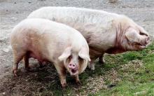 У ЄС скорочується поголів’я свиней