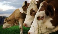 У Держпродспоживслужбі заявляють про можливості для розширення експорту української яловичини