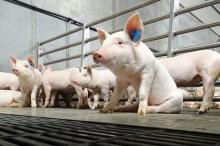 Господарствам галузі свинарства відомо про проблему сірого імпорту свинини до України  