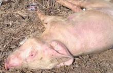 Яку грошову компенсацію можна отримати за забій свиней з АЧС
