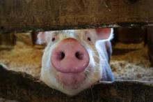 Україна продовжує нарощувати імпорт свинини