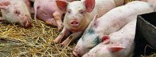 Китай: поголів’я свиней зменшилося на 41% за рік