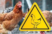 Поради власникам птахів щодо захисту від грипу птиці