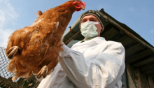 Причини спалаху пташиного грипу в Україні не дикі птахи