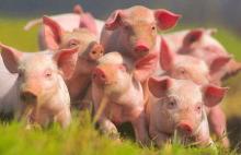 Україна ввела тимчасову заборону на імпорт свиней та продукції свинарства з Німеччини